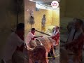 ইসকনে গো-সেবায় মুখ্যমন্ত্রী শুভেন্দু অধিকারী #suvenduadhikari #westbengalcm #iskontemple