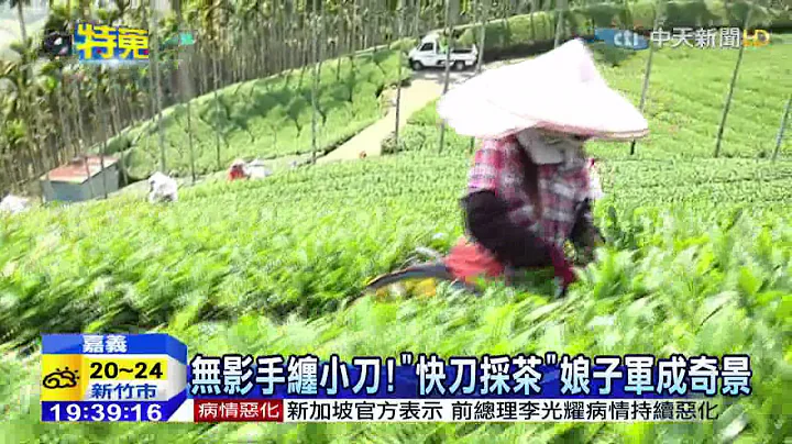 20150318中天新闻　无敌快刀手！　「采茶娘子军」日薪3千元 - 天天要闻