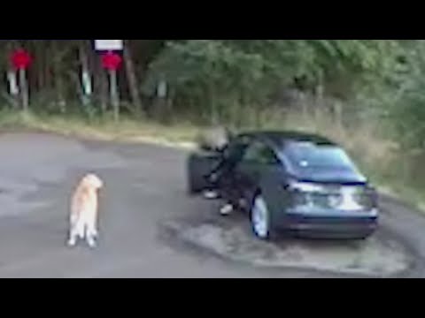 Video: Bezhlavý pes majitel chytil na video skákání svého psa před úkryt