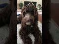 Who’s scruffy looking part deaux  #puppy #doodle