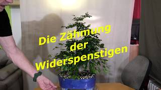 Die Zähmung der Widerspenstigen