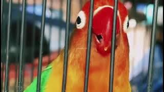 ‼️ MASTERAN SUARA LOVEBIRD GACOR DURASI 2MENIT NGEKEK PANJANG ‼️ Pancingan Lovebird fighter buktikan