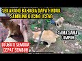 Anak kucing minta tolong kakinya lumpuh part ii sedang di obati