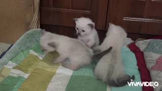 Siamese Kittens  3 Weeks Old