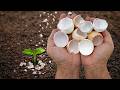 Throwing Away Eggshells Is a Big Mistake! Break Them and Make Thousands of Dollars | Maker Mike