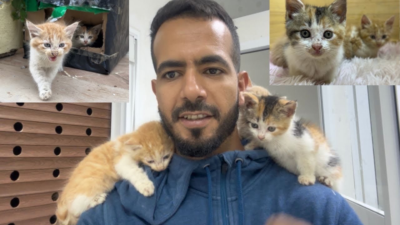 I became a mother to 3 kittens whose mother died and left them on the street.