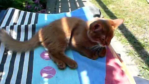 Watch the video about Sorrel Somali kitten playing in the sun