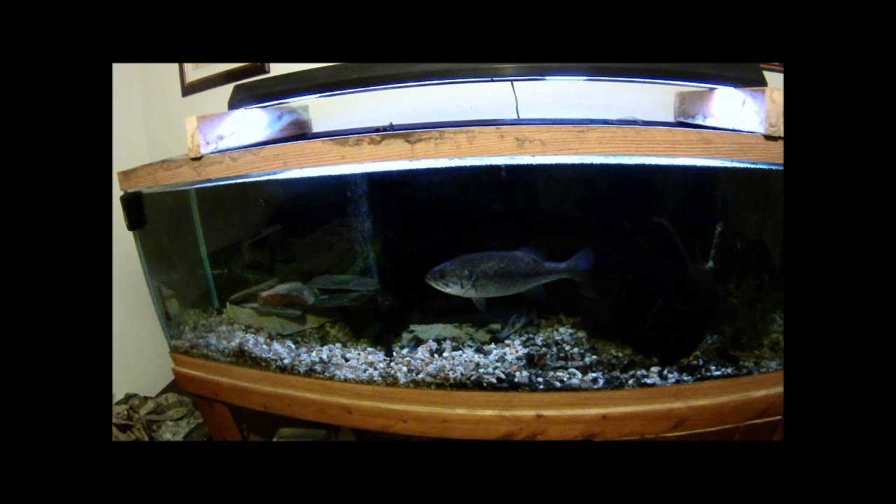 Bass Tank