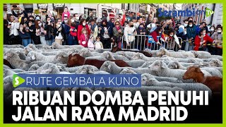 Ribuan Pasukan Domba Penuhi Jalan Raya Madrid