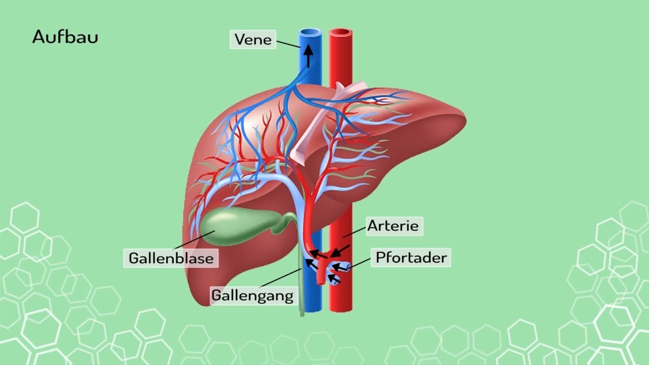 Aufbau latein herz Lunge (Anatomie)