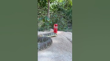 DIY snake trap using can Coca Cola#creativesnaketrap #buildsnaketrap