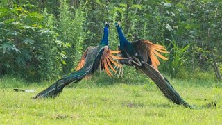 Peacock fighting with Peacock | Peacock  Peacock |   #birds #peacock