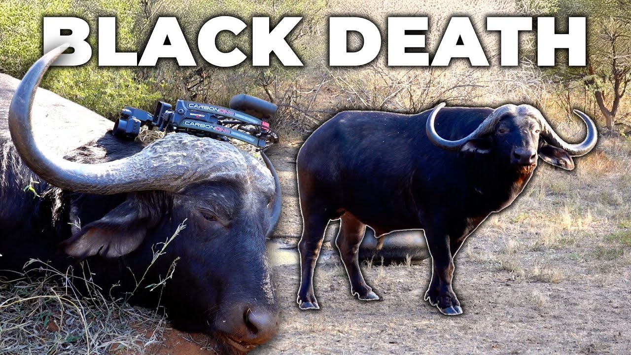 BLACK DEATH AT 5 YARDS. CAPE BUFFALO ARCHERY HUNT.