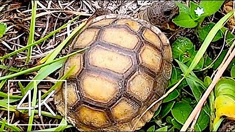 Baby Gopher Tortoise Found! | Threatened Species Escapes Conservation Area | Watch the Story Unfold
