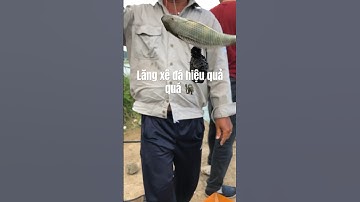 Câu bài lăng xê đá bắt cá rô phi sông đà #shorts