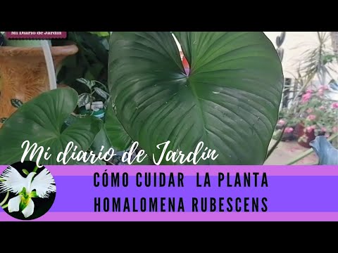 Video: Homalomena Care - Consejos para el cultivo de plantas Homalomena