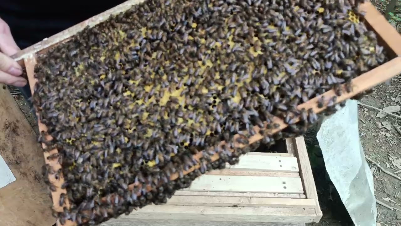 Vietnamese,style beekeeping