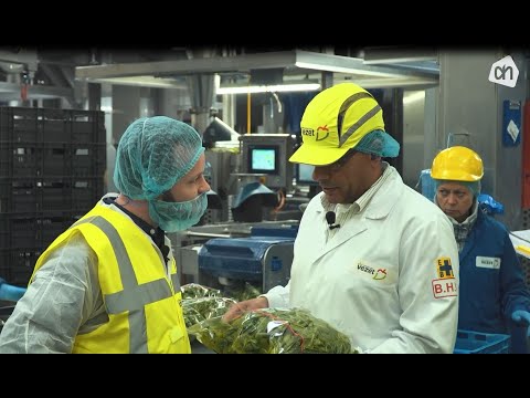 Video: Venkelbladeren drogen (met afbeeldingen)