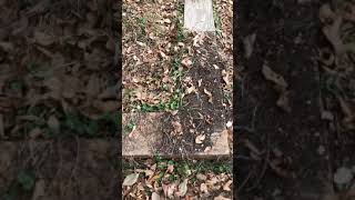 Divot The Toy Fox Terrier Giving Earthdog A Try