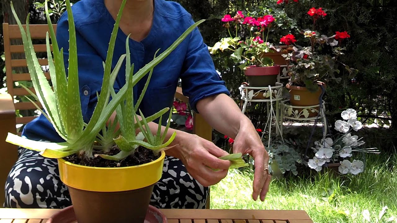 Evde Aloe Vera nasıl yetiştirilir Evde Aloe Vera nasıl yetiştirilir