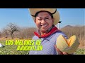 Llegamos a Ajuchitlán y probamos los melones más exquisitos del mundo!!! | SUSCRÍBETE |