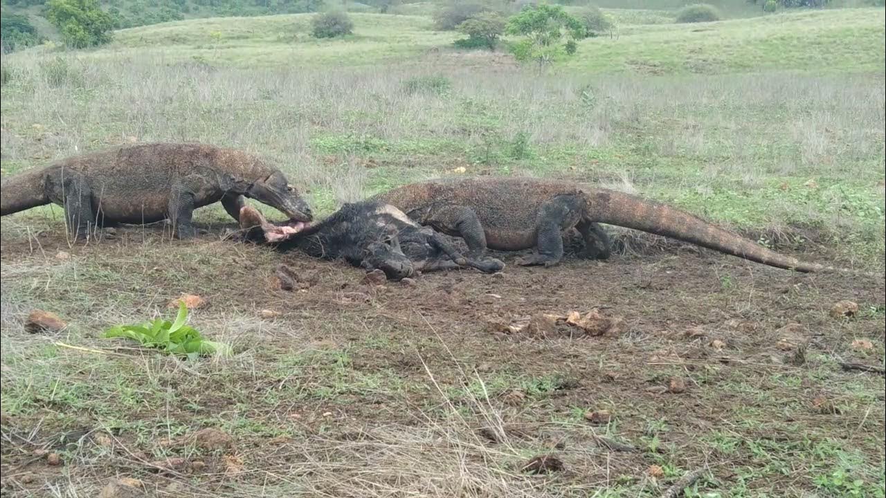 Two Komodo dragons eat the mother goat at the same time - YouTube