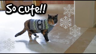 My Cat Has a Sweater, CUTE! Gluten Free Restaurant and a Special Message at the Very End WATCH!
