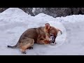 Crying and struggling in the snow the puppy did not expect the tourist  to do that