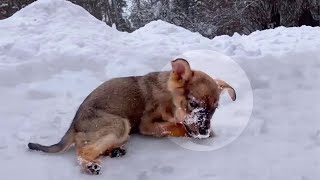 Crying and struggling in the snow, the puppy did not expect the tourist to do that