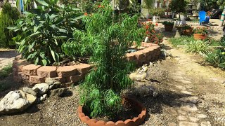 Planting a Podocarpus Henkelii in Rocky Soil, Zone 10a by Do It Yourselfer Home and Garden Guy 1,117 views 1 year ago 8 minutes, 4 seconds