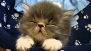 Cat Naps To Meshuggah