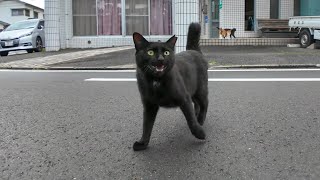 The cat at the shrine was out on the street today