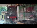Cendet Dewasa Satu Masteran Suara Isiannya Mantap Semua Mp3 - Mp4 Download