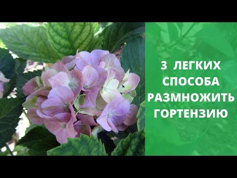 3 легких способа размножить гортензию. Черенкование гортензии