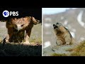 Marmot Family vs. Deadly Eagle