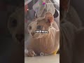 cat's hair loss #cutecreations #catvideos #ai #cute #cuteanimal #cutecat #pets
