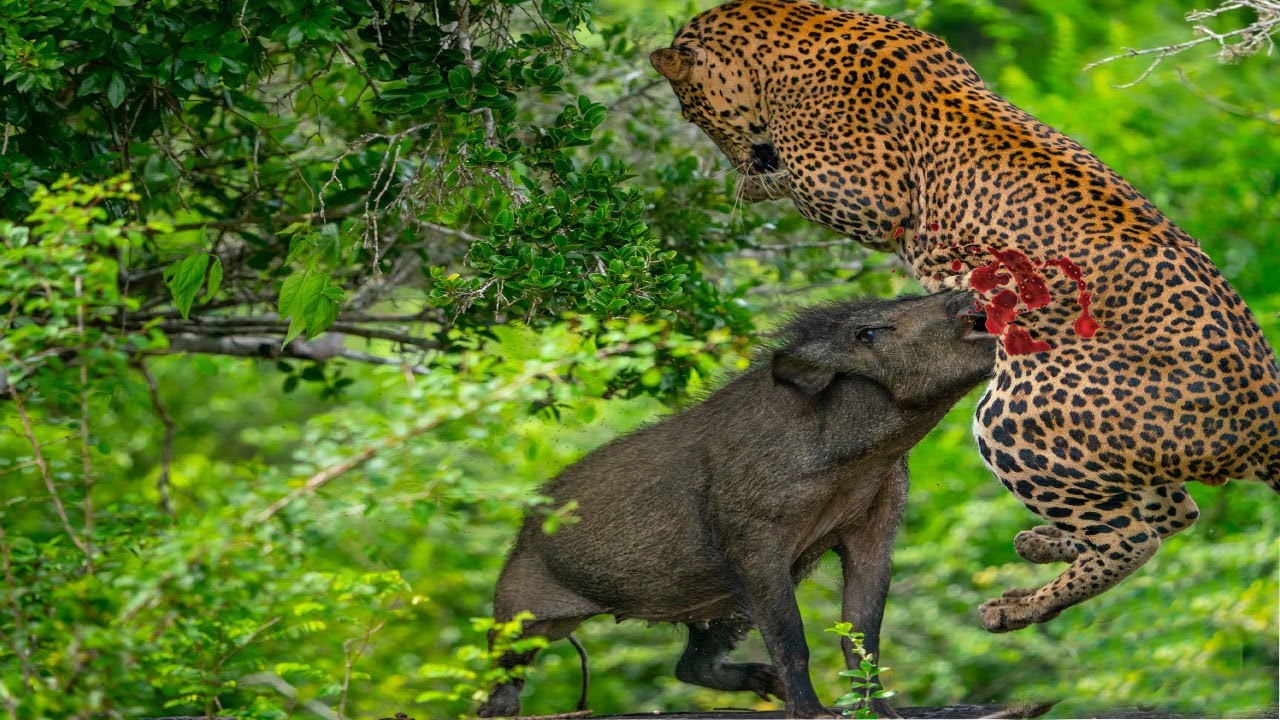 Amazing! Leopard Hunts In Wild Boar Territory Without Permission And