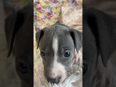 イタリアングレーハウンド キュートな顔立ちです！