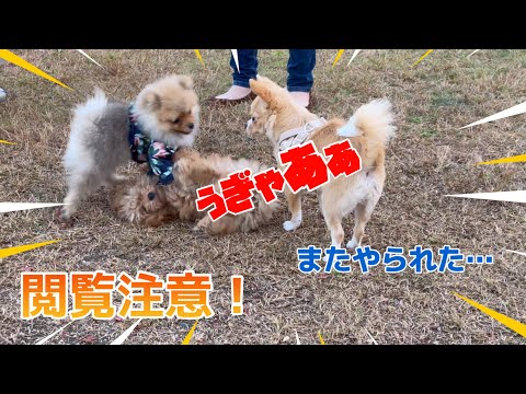 【閲覧注意】愛犬のトイプードルがまたやられて心が折れました泣　連敗中で折れた心は復活するのか！？