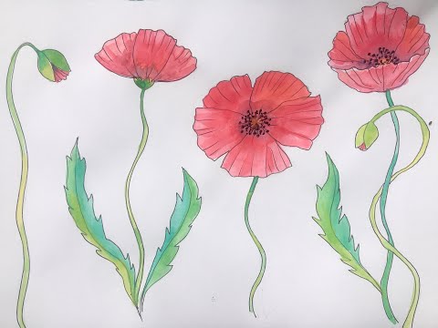 Vidéo: Comment Dessiner Un Coquelicot: Instructions Pas à Pas