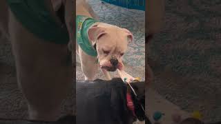 Boxer Dog Takes it Off shorts party pets funnydogs boxerdog puppy funnyanimals