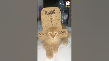 POV : Kucing Garong #memes #kucing #fyp #shorts