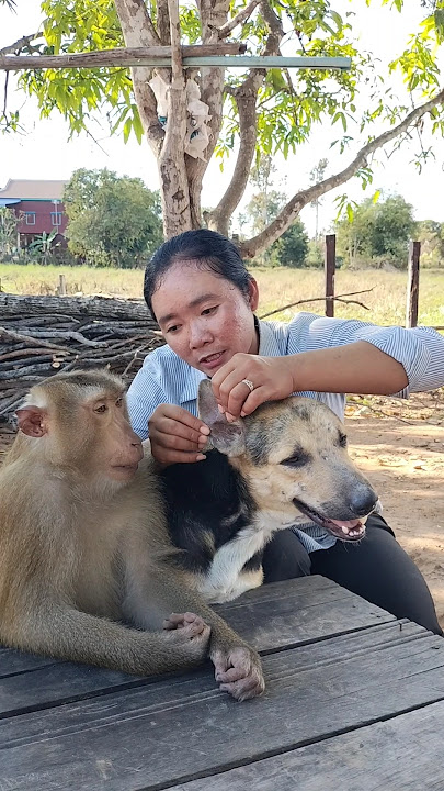 Perfect SokYaa,OG, ToTo Animals Are So Awesome #shorts