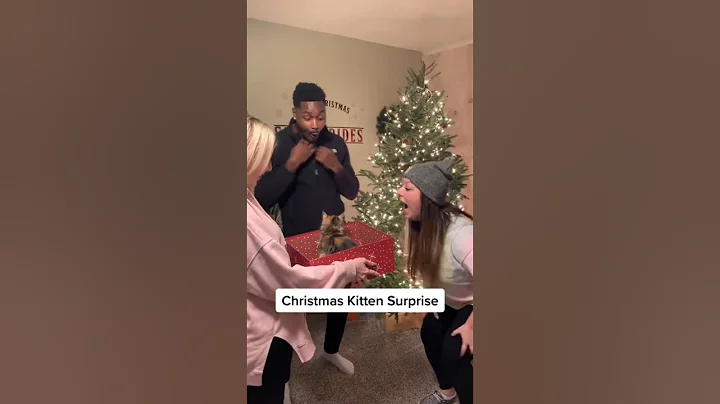 Video 10968531: cat funnycats animals, funnycats fluffy, fluffy funny cats