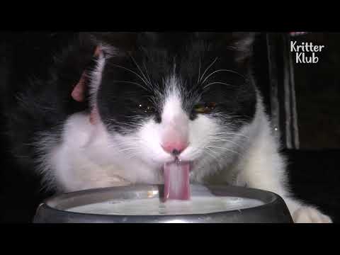 Vídeo: Cat Sanctuary Contracta Conserge Per Tenir Cura De 55 Gats En Una Illa Grega