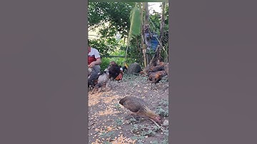 cho gà rừng ăn.pub qaib qus