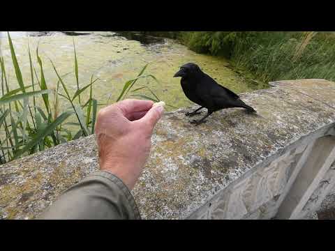 Carrion Crow takes peanut