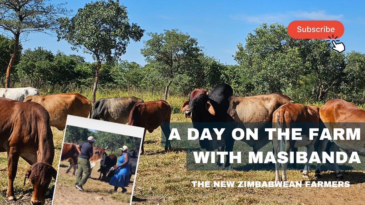 Still from The Zimbabwean Family Is Building Generational Wealth In Farming - Diaspora Returning