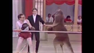Circus Boxing Kangaroo