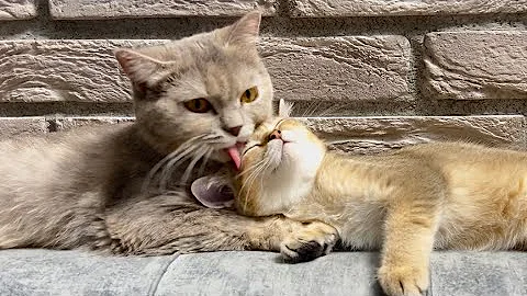 Video 3953121: kitty britishshorthair scottishfold kittens, britishshorthair scottishfold kittens cat, cat kitten munchkin britishshorthair, munchkin kitten pets cats, cute kitty scottishfold kitten, cat funny scottishfold kitten, kittens mom cat meowing, baby cats kitten meowing, kitten kisses